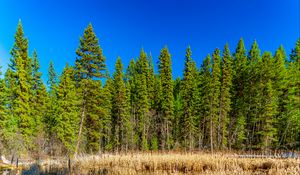 Preview wallpaper trees, forest, lake, rainbow, reflection, nature, landscape