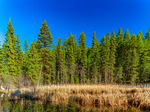 Preview wallpaper trees, forest, lake, rainbow, reflection, nature, landscape