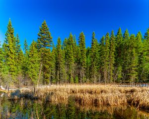 Preview wallpaper trees, forest, lake, rainbow, reflection, nature, landscape