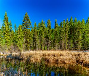 Preview wallpaper trees, forest, lake, rainbow, reflection, nature, landscape