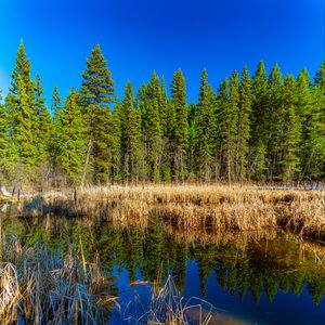 Preview wallpaper trees, forest, lake, rainbow, reflection, nature, landscape