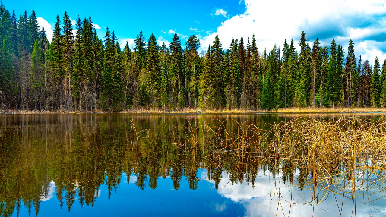 Wallpaper trees, forest, lake, reflection, nature, landscape