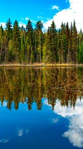 Preview wallpaper trees, forest, lake, reflection, nature, landscape