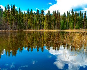 Preview wallpaper trees, forest, lake, reflection, nature, landscape