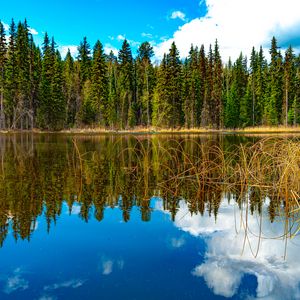 Preview wallpaper trees, forest, lake, reflection, nature, landscape