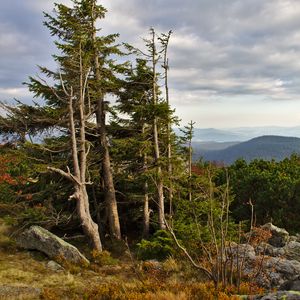 Preview wallpaper trees, forest, landscape, nature, autumn