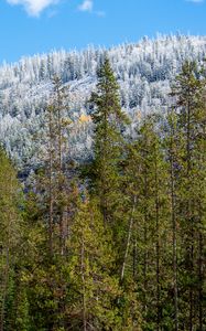 Preview wallpaper trees, forest, landscape, nature