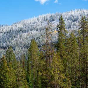 Preview wallpaper trees, forest, landscape, nature