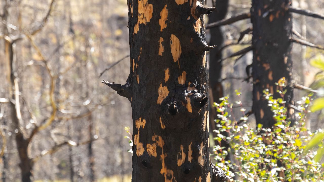 Wallpaper trees, forest, leaves, bark
