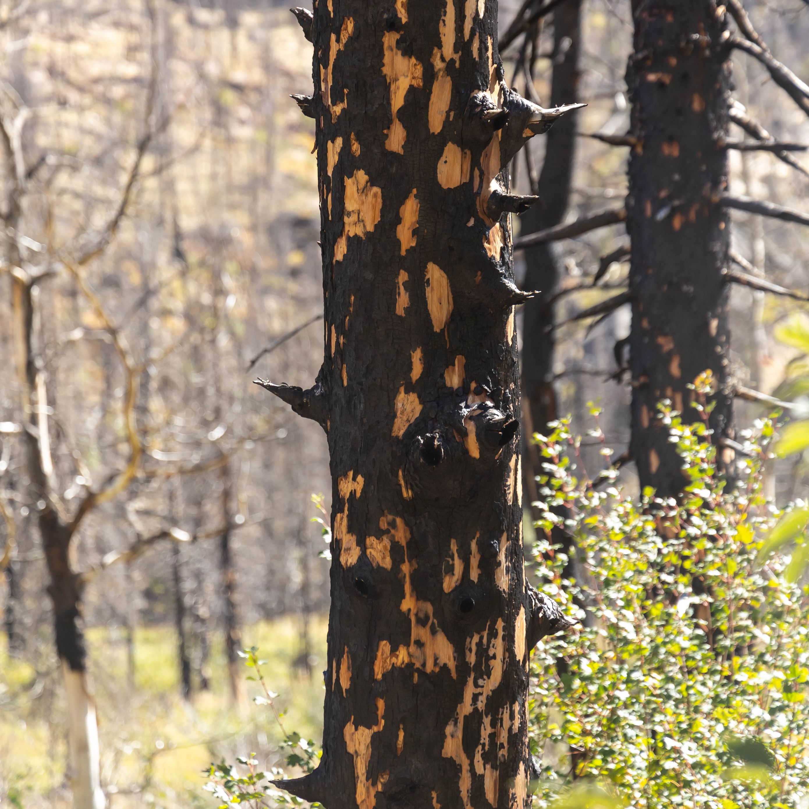 2780x2780 Wallpaper trees, forest, leaves, bark