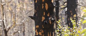 Preview wallpaper trees, forest, leaves, bark