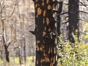 Preview wallpaper trees, forest, leaves, bark