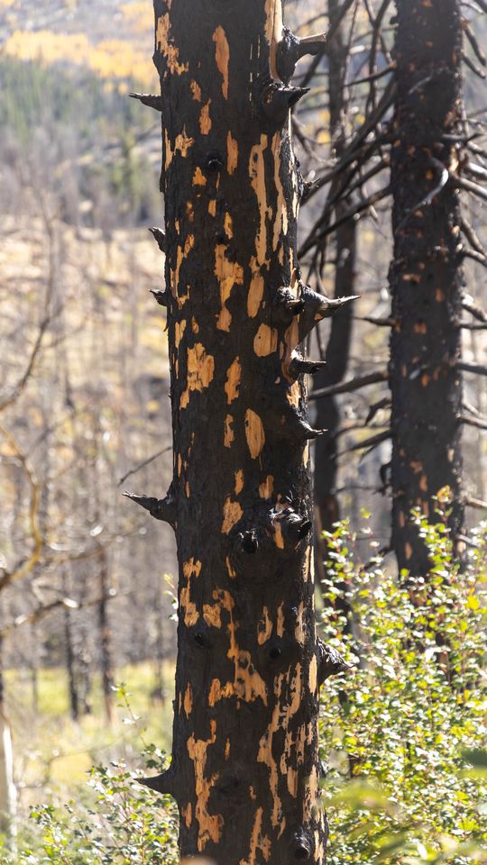 540x960 Wallpaper trees, forest, leaves, bark