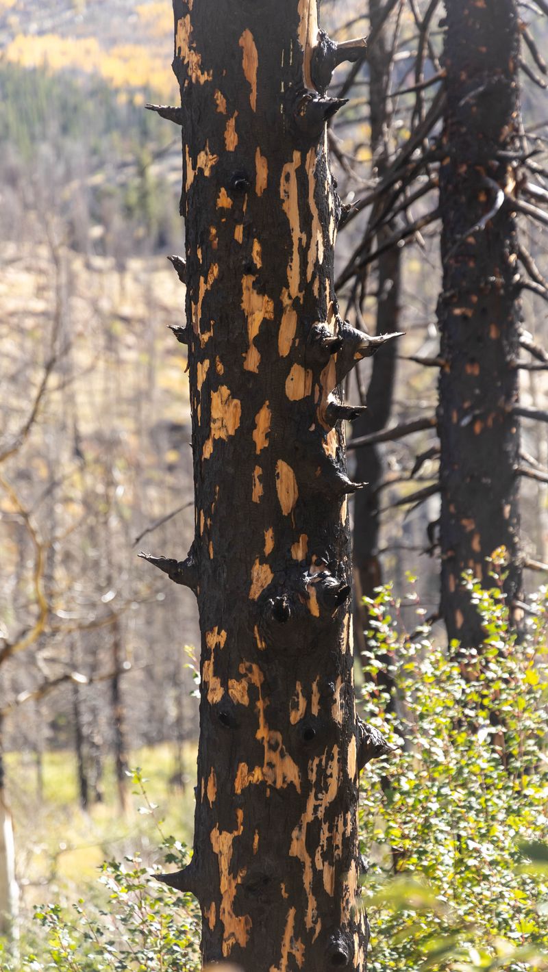 800x1420 Wallpaper trees, forest, leaves, bark