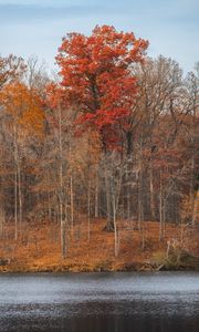 Preview wallpaper trees, forest, leaves, dry, river, autumn, nature