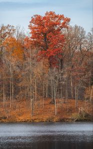 Preview wallpaper trees, forest, leaves, dry, river, autumn, nature