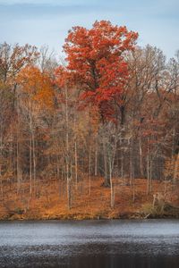 Preview wallpaper trees, forest, leaves, dry, river, autumn, nature