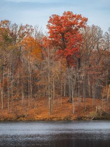 Preview wallpaper trees, forest, leaves, dry, river, autumn, nature