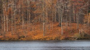 Preview wallpaper trees, forest, leaves, dry, river, autumn, nature