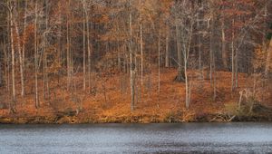 Preview wallpaper trees, forest, leaves, dry, river, autumn, nature