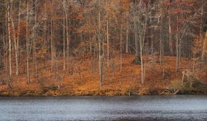 Preview wallpaper trees, forest, leaves, dry, river, autumn, nature