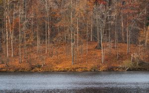 Preview wallpaper trees, forest, leaves, dry, river, autumn, nature