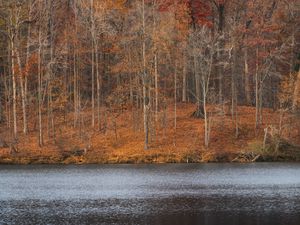 Preview wallpaper trees, forest, leaves, dry, river, autumn, nature