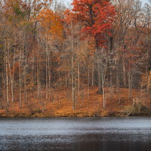 Preview wallpaper trees, forest, leaves, dry, river, autumn, nature