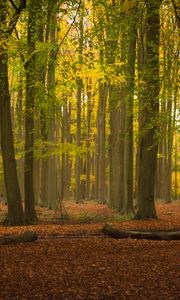 Preview wallpaper trees, forest, leaves, logs, autumn