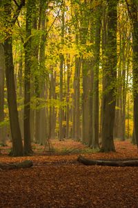 Preview wallpaper trees, forest, leaves, logs, autumn