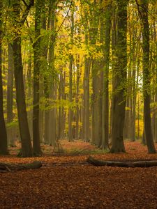 Preview wallpaper trees, forest, leaves, logs, autumn