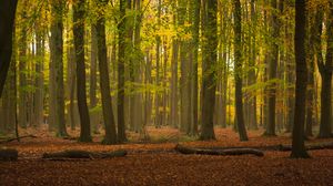 Preview wallpaper trees, forest, leaves, logs, autumn