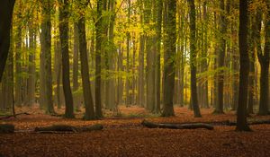 Preview wallpaper trees, forest, leaves, logs, autumn