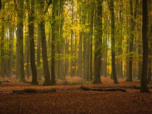 Preview wallpaper trees, forest, leaves, logs, autumn