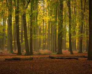 Preview wallpaper trees, forest, leaves, logs, autumn