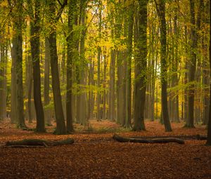 Preview wallpaper trees, forest, leaves, logs, autumn