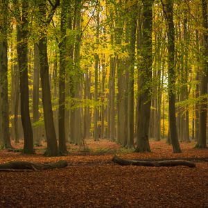 Preview wallpaper trees, forest, leaves, logs, autumn