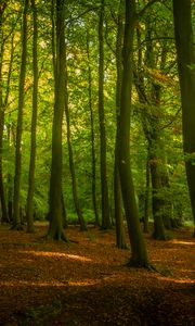 Preview wallpaper trees, forest, leaves, sunshine