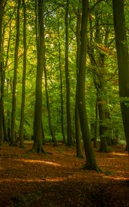 Preview wallpaper trees, forest, leaves, sunshine