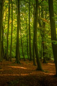 Preview wallpaper trees, forest, leaves, sunshine