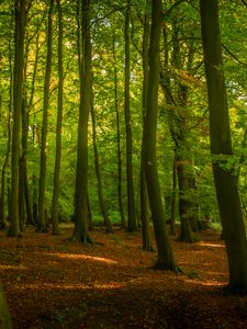 Preview wallpaper trees, forest, leaves, sunshine