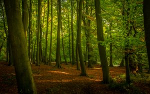 Preview wallpaper trees, forest, leaves, sunshine