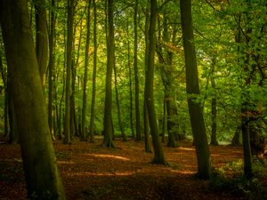 Preview wallpaper trees, forest, leaves, sunshine