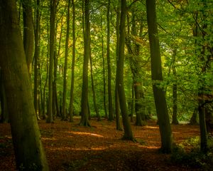 Preview wallpaper trees, forest, leaves, sunshine