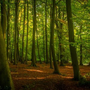 Preview wallpaper trees, forest, leaves, sunshine