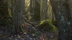 Preview wallpaper trees, forest, leaves, nature