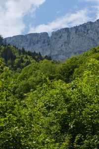 Preview wallpaper trees, forest, leaves, rock, landscape