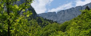 Preview wallpaper trees, forest, leaves, rock, landscape