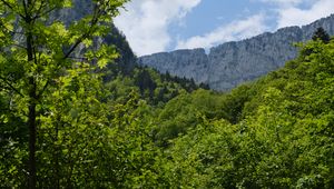 Preview wallpaper trees, forest, leaves, rock, landscape