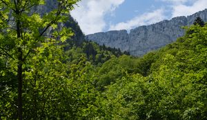 Preview wallpaper trees, forest, leaves, rock, landscape